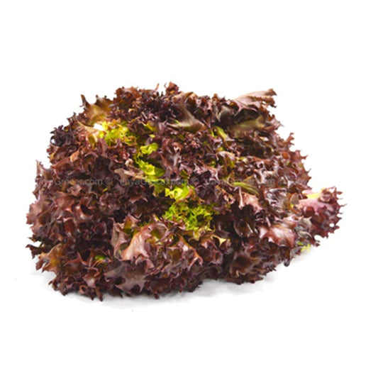 Red Coral Lettuce (Malaysia)